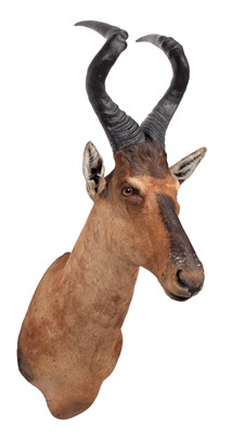 Lot 165 - Taxidermy: Cape Red Hartebeest (Alcelaphus...