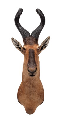Lot 165 - Taxidermy: Cape Red Hartebeest (Alcelaphus...