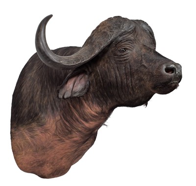 Lot 2055 - Taxidermy: Cape Buffalo (Syncerus caffer),...