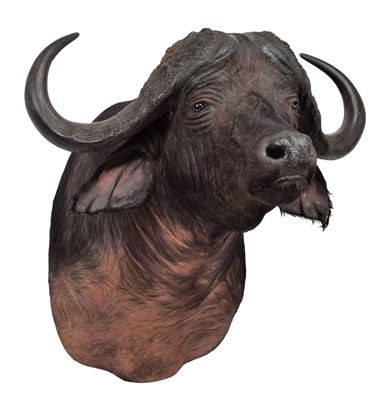 Lot 240 - Taxidermy: Cape Buffalo (Syncerus caffer),...