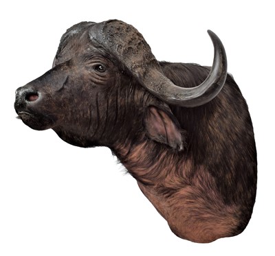 Lot 240 - Taxidermy: Cape Buffalo (Syncerus caffer),...