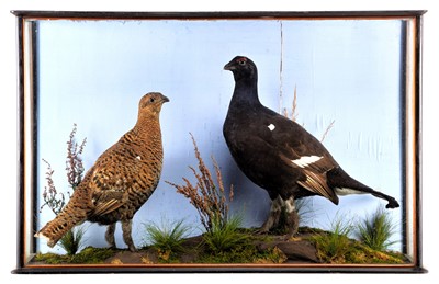 Lot 2051 - Taxidermy: A Late Victorian Cased Pair of...