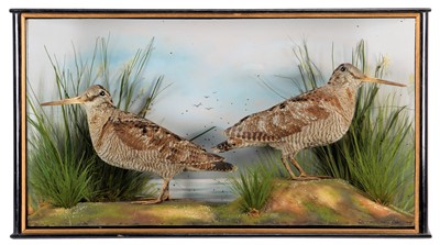 Lot 2020 - Taxidermy: A Cased Pair of Woodcocks (Scolopax...
