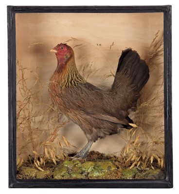 Lot 2009 - Taxidermy: A Late Victorian Cased Blue...