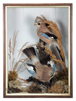 Lot 2063 - Taxidermy: A Late Victorian Cased Pair of...