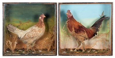 Lot 2081 - Taxidermy: A Pair of Late Victorian Cased...