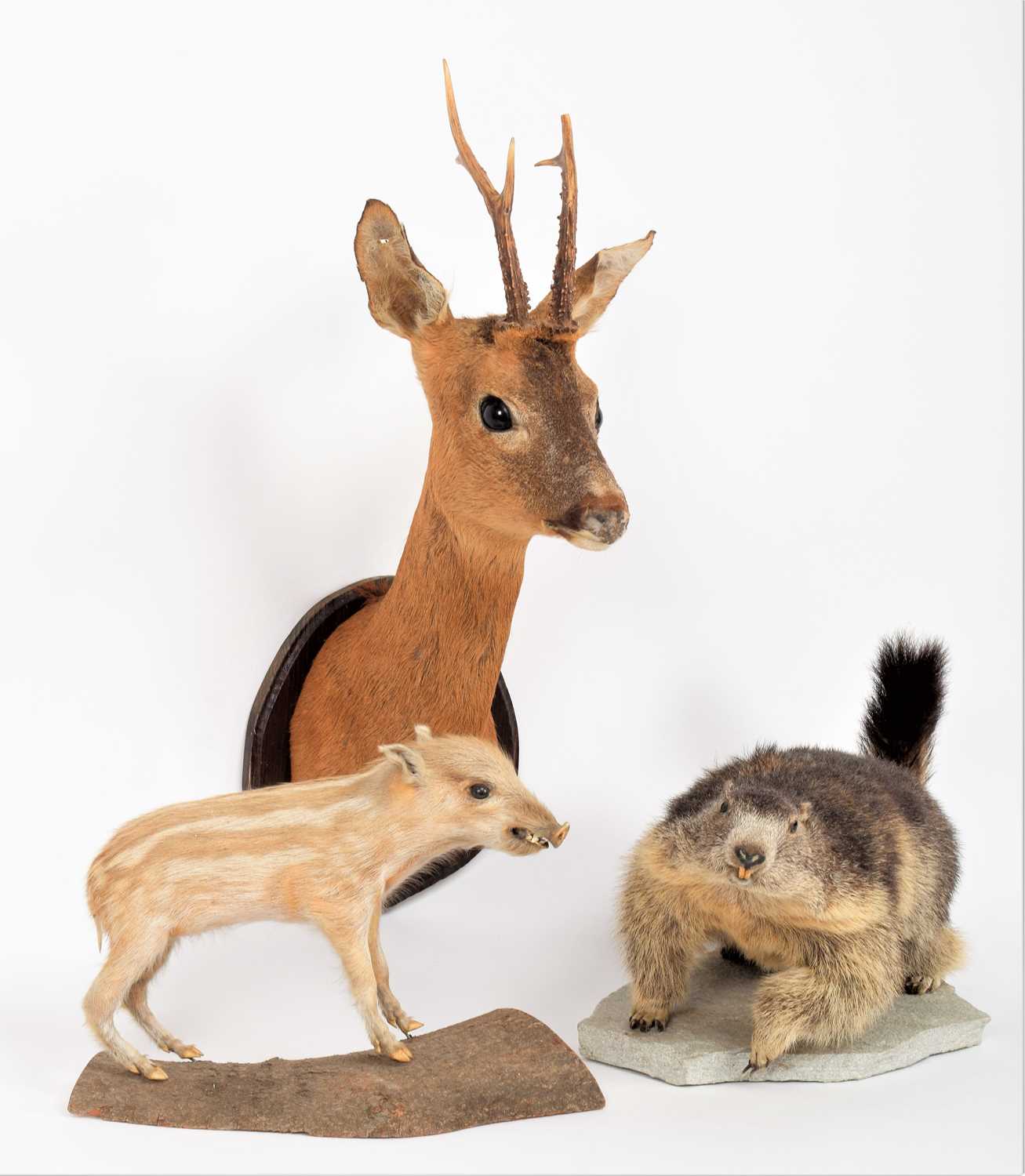 Lot 1174 - Taxidermy: A Group of European Animals, circa...