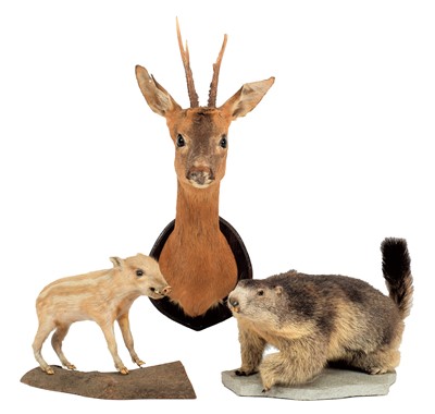 Lot 1174 - Taxidermy: A Group of European Animals, circa...