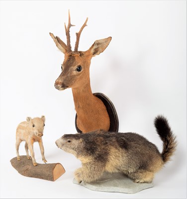 Lot 1174 - Taxidermy: A Group of European Animals, circa...