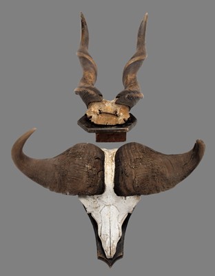 Lot 1229 - Horns/Skulls: A Set of Cape Buffalo & Eland...