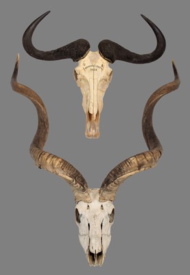 Lot 1256 - Horns/Skulls: A Set of Cape Greater Kudu &...