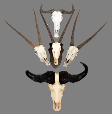 Lot 1265 - Horns/Skulls: Gemsbok Oryx, Cape Buffalo, &...