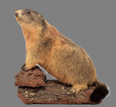 Lot 1250 - Taxidermy: Alpine Marmot (Marmotta marmotta),...