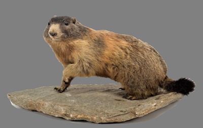 Lot 1214 - Taxidermy: Alpine Marmot (Marmotta marmotta),...