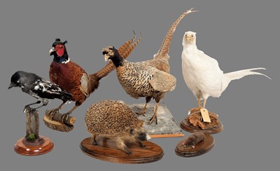 Lot 1297 - Taxidermy: A Group of Woodland Birds & Animals,...