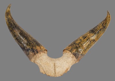 Lot 199 - Antlers/Horns: A Set of Kankrej Bull Horns...