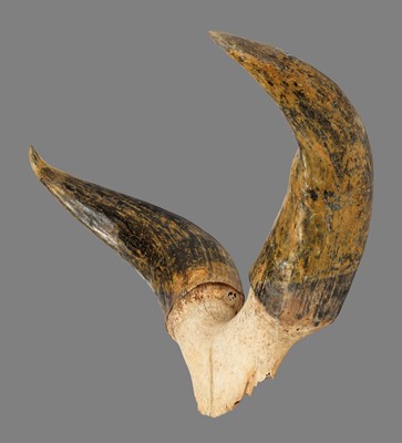 Lot 199 - Antlers/Horns: A Set of Kankrej Bull Horns...