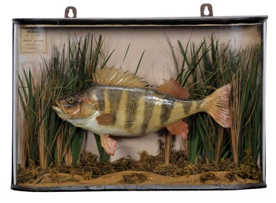 Lot 2277 - Taxidermy: A Cased Perch (Perca fluviatilis),...