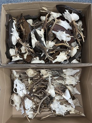 Lot 1258a - Antlers/Horns: A Large Collection of European...