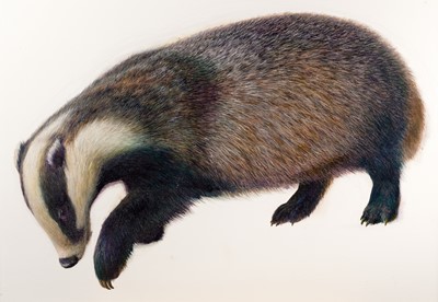Lot 30 - Raymond Booth (1929-2015) Study of a badger...
