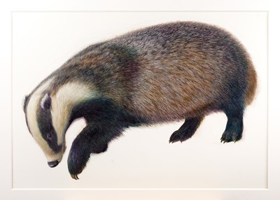 Lot 30 - Raymond Booth (1929-2015) Study of a badger...