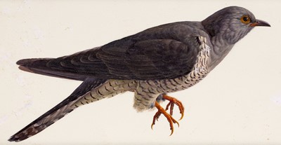 Lot 16 - Raymond Booth (1929-2015) Study of a Cuckoo or...