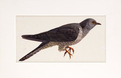 Lot 16 - Raymond Booth (1929-2015) Study of a Cuckoo or...
