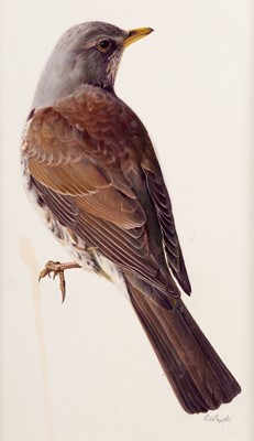 Lot 1004 - Raymond Booth (1929-2015) Study of a bird...