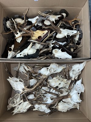 Lot 1210 - Antlers/Horns: A Large Collection of European...