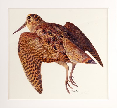 Lot 14 - Raymond Booth (1929-2015) Study of a Woodcock...