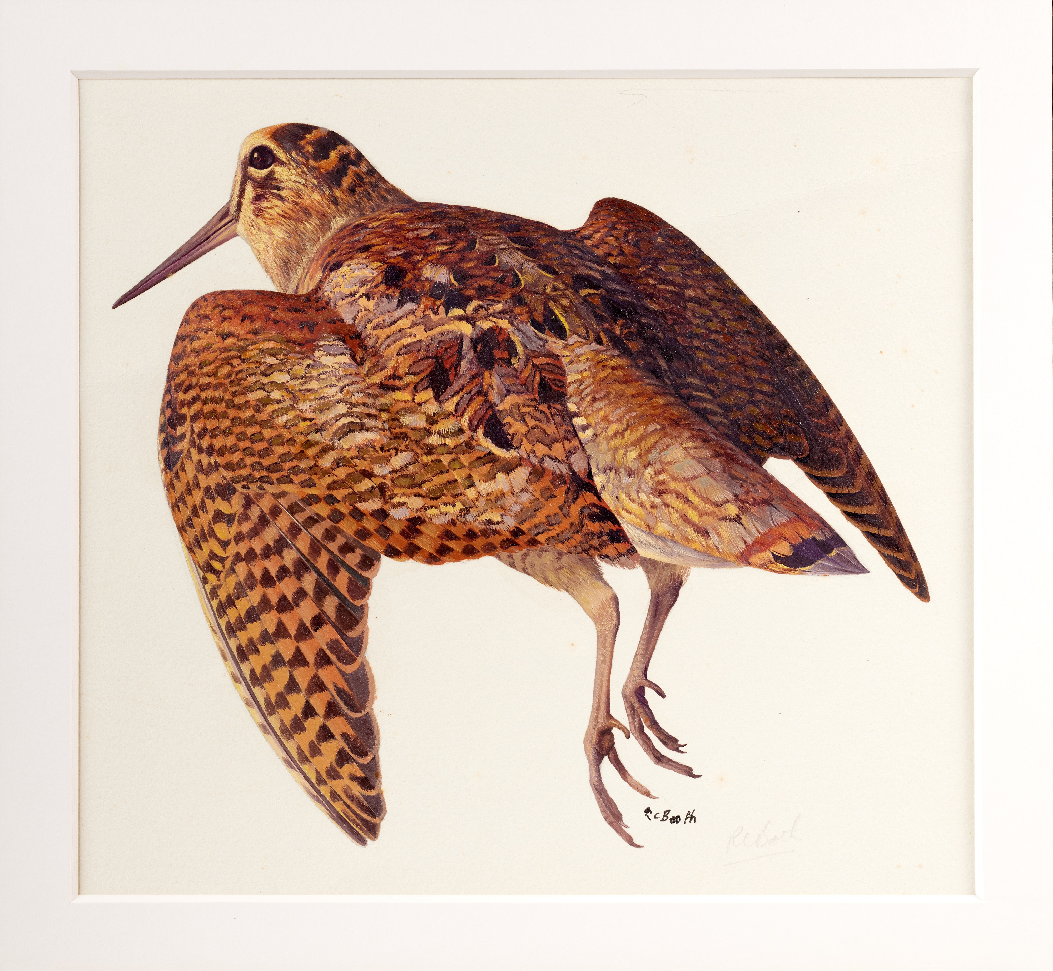 Lot 14 - Raymond Booth (1929-2015) Study of a Woodcock