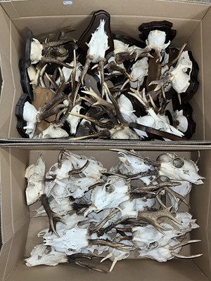 Lot 1180 - Antlers/Horns: A Large Collection of European...