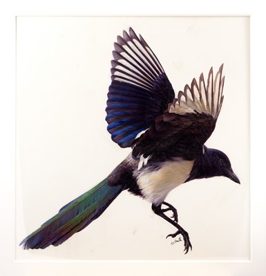 Lot 17 - Raymond Booth (1929-2015) "Study of a Magpie...