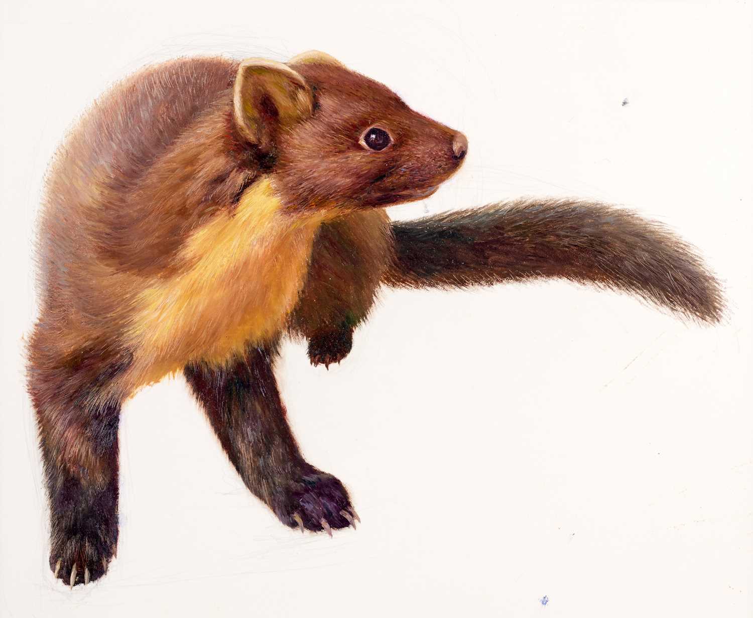 Lot 26 - Raymond Booth (1929-2015) "Study of a Marten"...