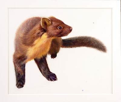 Lot 26 - Raymond Booth (1929-2015) "Study of a Marten"...