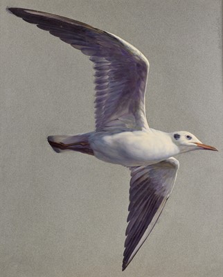 Lot 20 - Raymond Booth (1929-2015) "Study of a Gull...