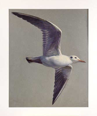 Lot 20 - Raymond Booth (1929-2015) "Study of a Gull...