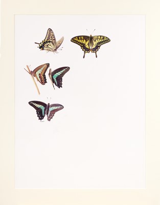 Lot 7 - Raymond Booth (1929-2015) "Papilio Xuthus &...