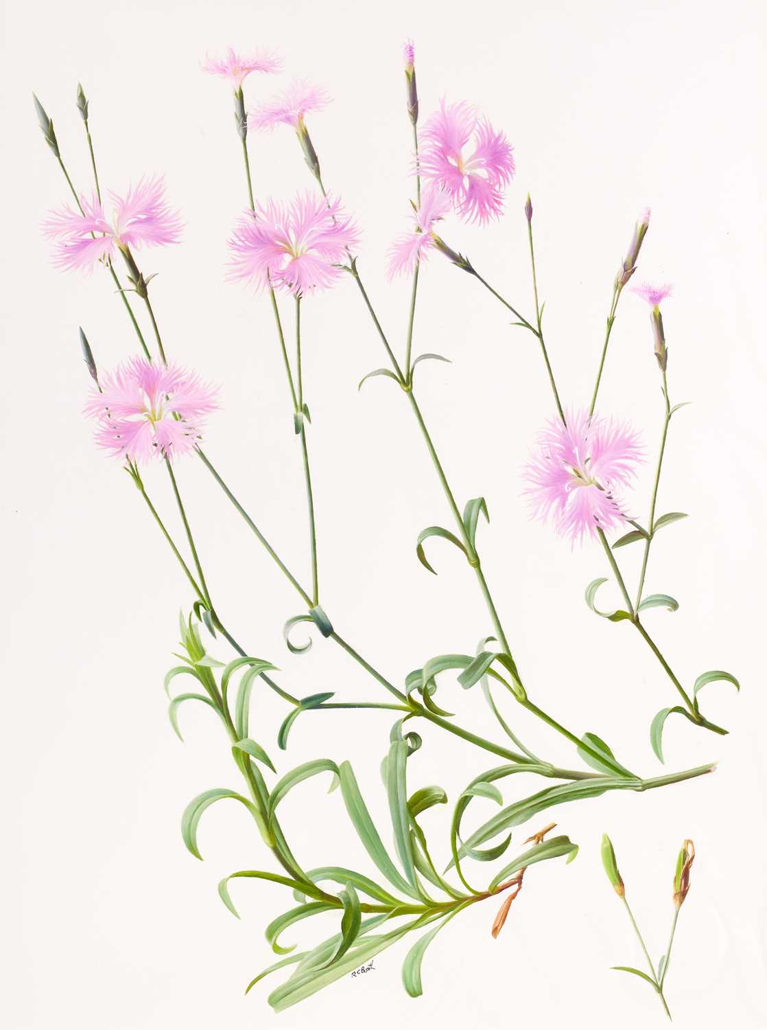 Lot 63 - Raymond Booth (1929-2015) "Dianthus Superbus...