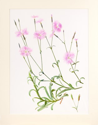 Lot 63 - Raymond Booth (1929-2015) "Dianthus Superbus...