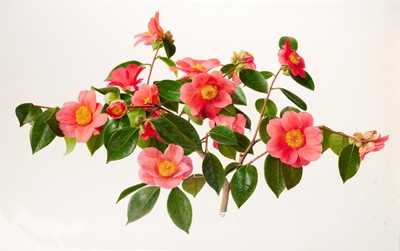 Lot 47 - Raymond Booth (1929-2015) "Camellia Japonica"...