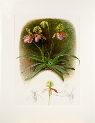 Lot 83 - Raymond Booth (1929-2015) "Paphiopedilum"...