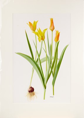 Lot 64 - Raymond Booth (1929-2015) "Tulipa Ferganicia"...