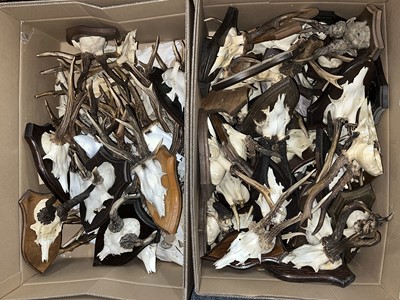 Lot 1181 - Antlers/Horns: A Large Collection of European...