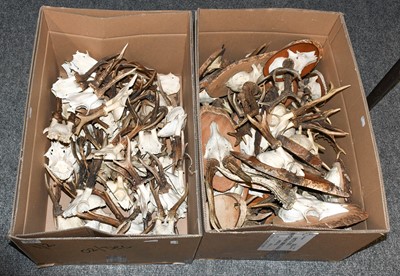 Lot 184 - Antlers/Horns: A Large Collection of European...