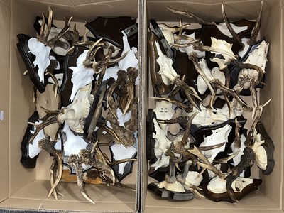 Lot 1259a - Antlers/Horns: A Collection of European...