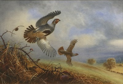 Lot 580 - Peter Allis (b.1944) Partridge breaking from...