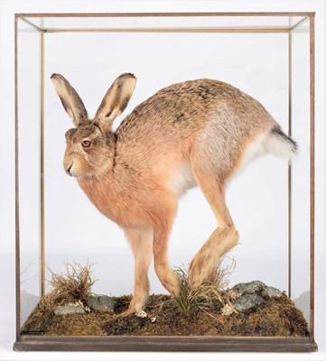 Lot 2070 - Taxidermy: A Cased European Hare (Lepus...