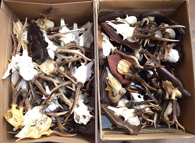 Lot 1247A - Antlers/Horns: A Large Collection of Abnormal...