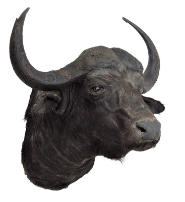 Lot 160 - Taxidermy: Cape Buffalo (Syncerus caffer),...
